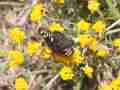 Euphydryas chalsedona Santa-Ynez-AB (Internet Image property of respective owner, non-commercial use only)